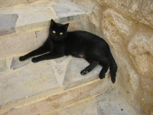 a black cat on the steps to the terrace